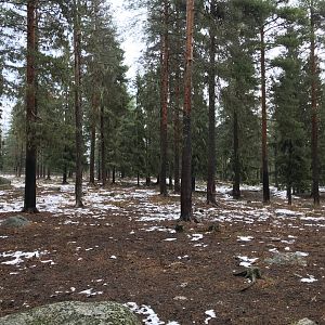 Finnish forest reindeer