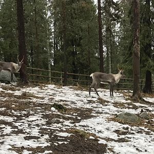 Finnish forest reindeer