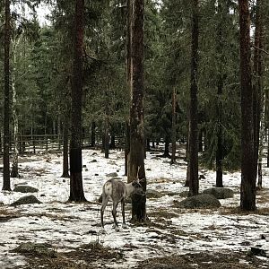 Finnish forest reindeer