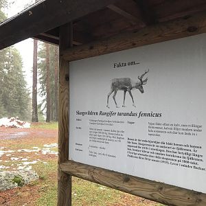 Finnish forest reindeer