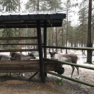 Finnish forest reindeer