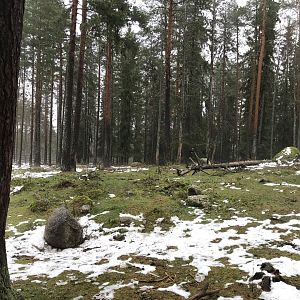Second musk ox paddock