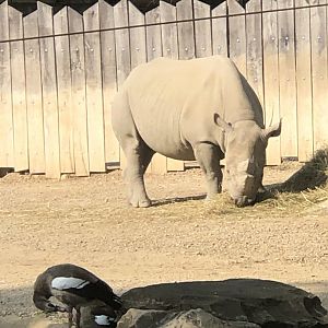 CMZ Rhino and Egyptian Goose