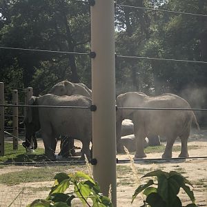 CMZ African Elephants