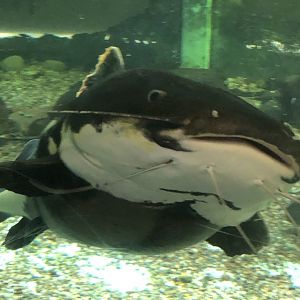 CMZ Red-tailed Catfish