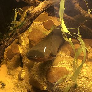CMZ Electric Eel