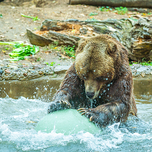 Samson the male Grizzly Bear