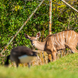 Roux the Greater Kudu girl