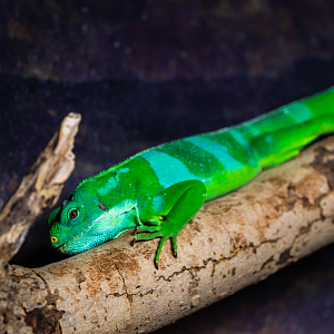 Iggy the male Fiji Banded Iguana