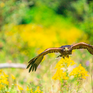 Harris's Hawk flying