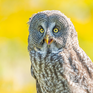Great Grey Owl portrait