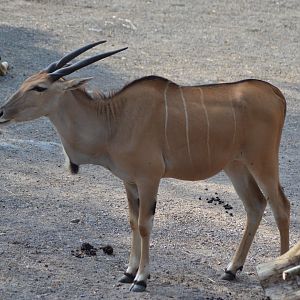 Common eland at Kolmården