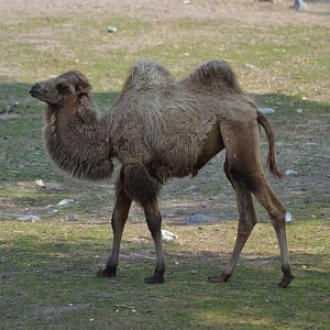 Bactrian camel at Kolmården