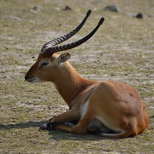Southern lechwe at Kolmården
