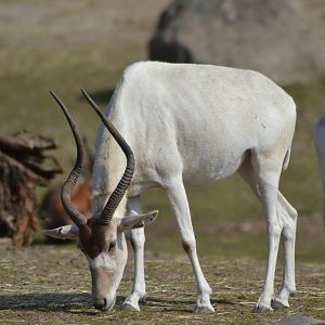 Addax at Kolmården
