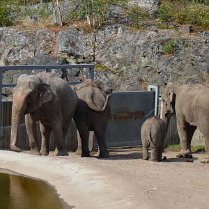 The elephants at Kolmården