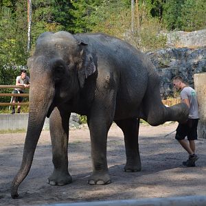 Elephant show at Kolmården 2014
