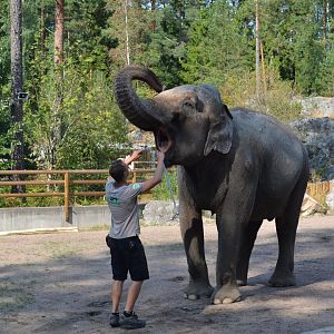 Elephant show at Kolmården 2014