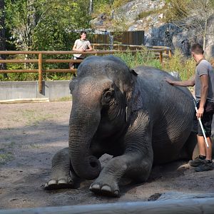 Elephant show at Kolmården 2014