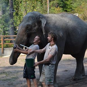 Elephant show at Kolmården 2014