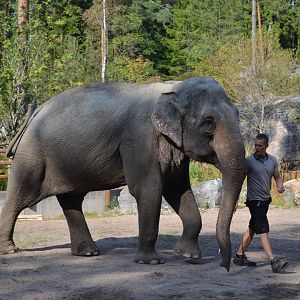 Elephant show at Kolmården 2014