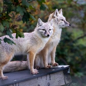 Corsac Foxes / Hamerton / 20-10-20
