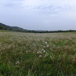 Flowery field in the Pilis Mountains