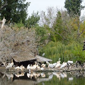 A lot of pelicans (3x zoom)