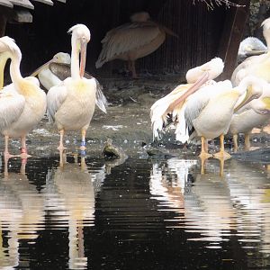 Less pelicans (25x zoom)