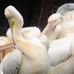 Some of pelicans (40x zoom)