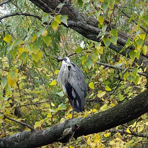 Grey heron