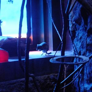 Brush-tailed bettong in Australian Twilight