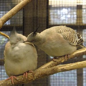Don't kiss me! (Dove ID)