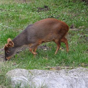 Southern pudu 2.