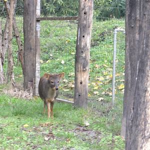 Southern pudu 1.