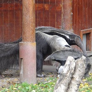 Playing anteaters 2.