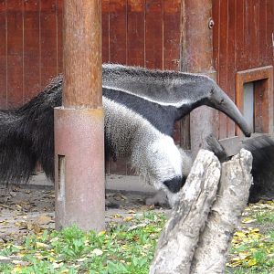 Playing anteaters 1.