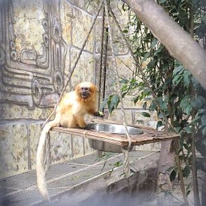 Golden lion tamarin
