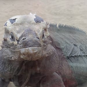 Rhinoceros iguana