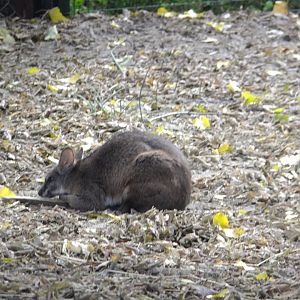 Parma wallaby