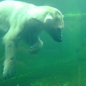 Polar bear Seriy under water 2.