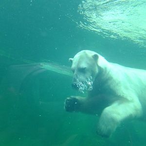 Polar bear Seriy under water 1.