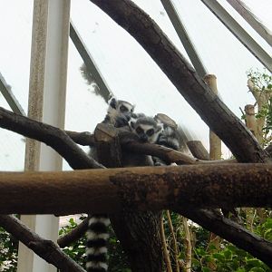 A pack of Ring-tailed lemurs