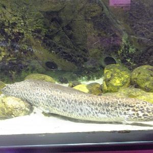West African lungfish