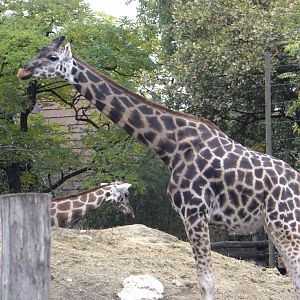 Rotschild's giraffe