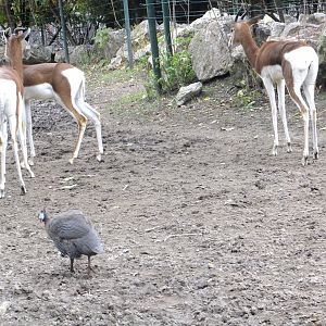 Dama gazelles and Guineafowls