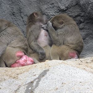 Sacred baboons
