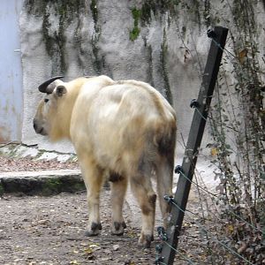 Janek (Golden takin)