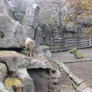 Golden takin climbing on the rocks