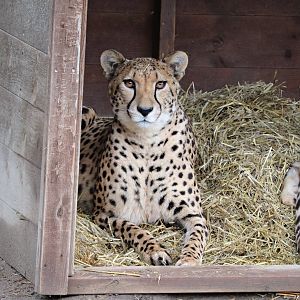 South African cheetah (Acinonyx jubatus jubatus)